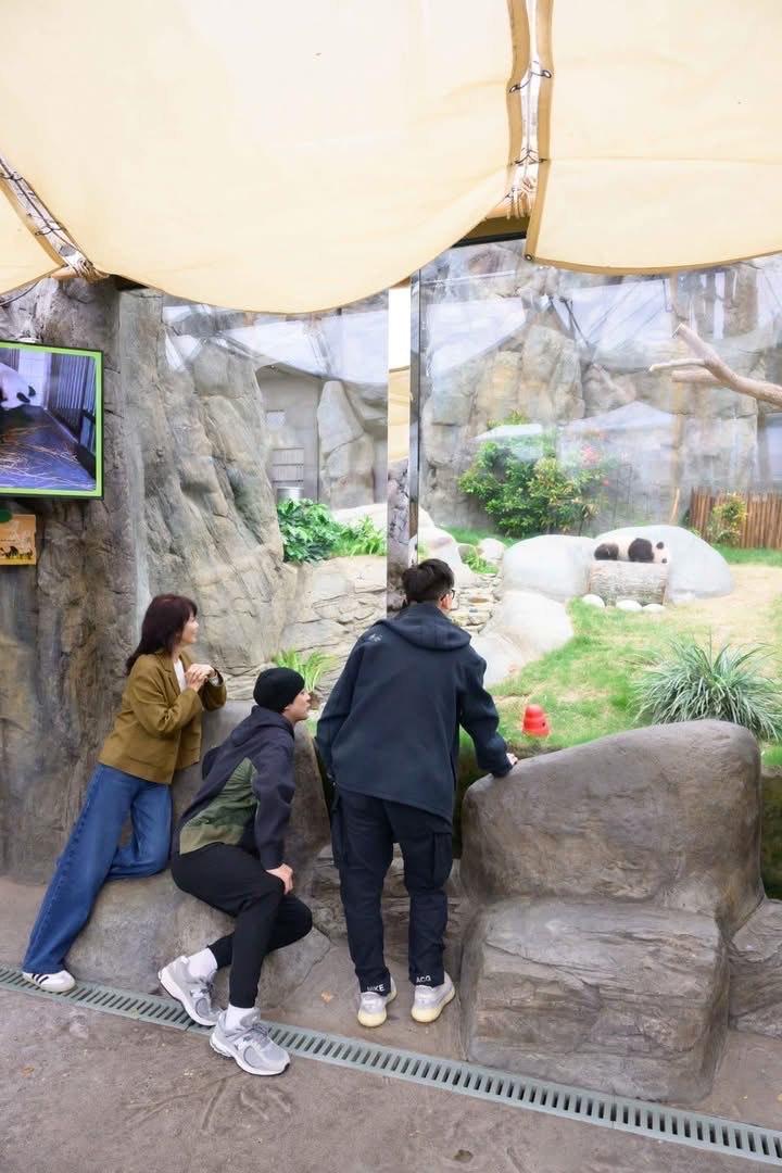 鄭裕玲、余德丞以及傑朱率先睇熊貓BB。