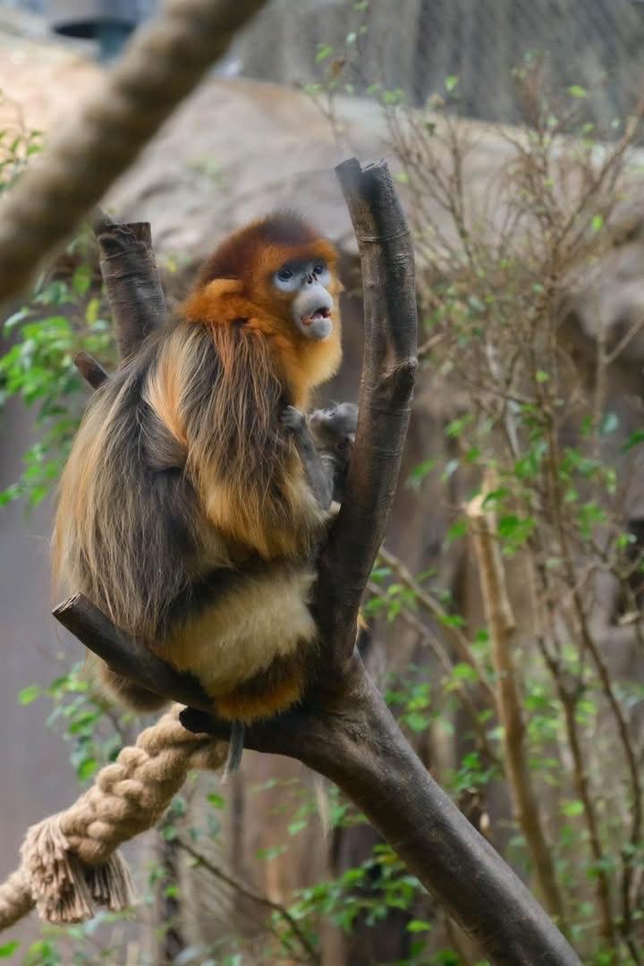 Do姐更探望剛出世的金絲猴BB。