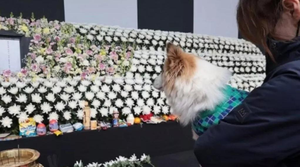 致祭時,布丁望著主人的牌位。(互聯網)