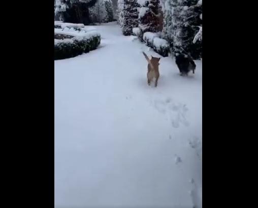 狗狗最後開心地跟同伴一起玩耍。(互聯網)