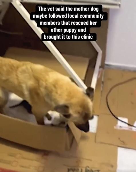 狗媽媽一家三口暫住診所。(互聯網)