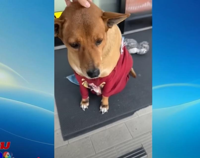 民眾逗Moo Dang玩。(互聯網)