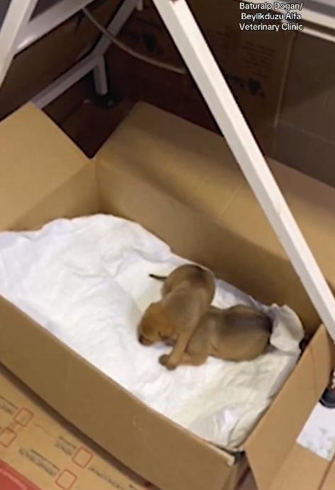 狗媽媽一家三口暫住診所,接受治療。(互聯網)