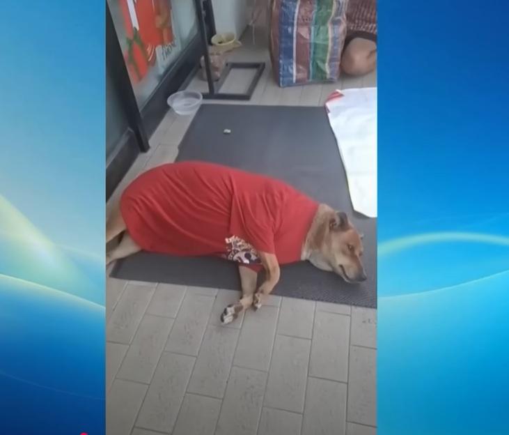 黃狗Moo Dang在便利店門外睡覺,等主人回來。(互聯網)