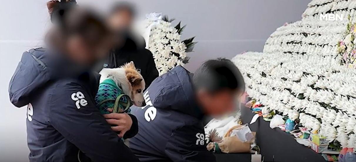 動保人員抱著布丁致祭。(互聯網)