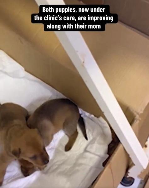 狗媽媽一家三口暫住診所,接受治療。(互聯網)
