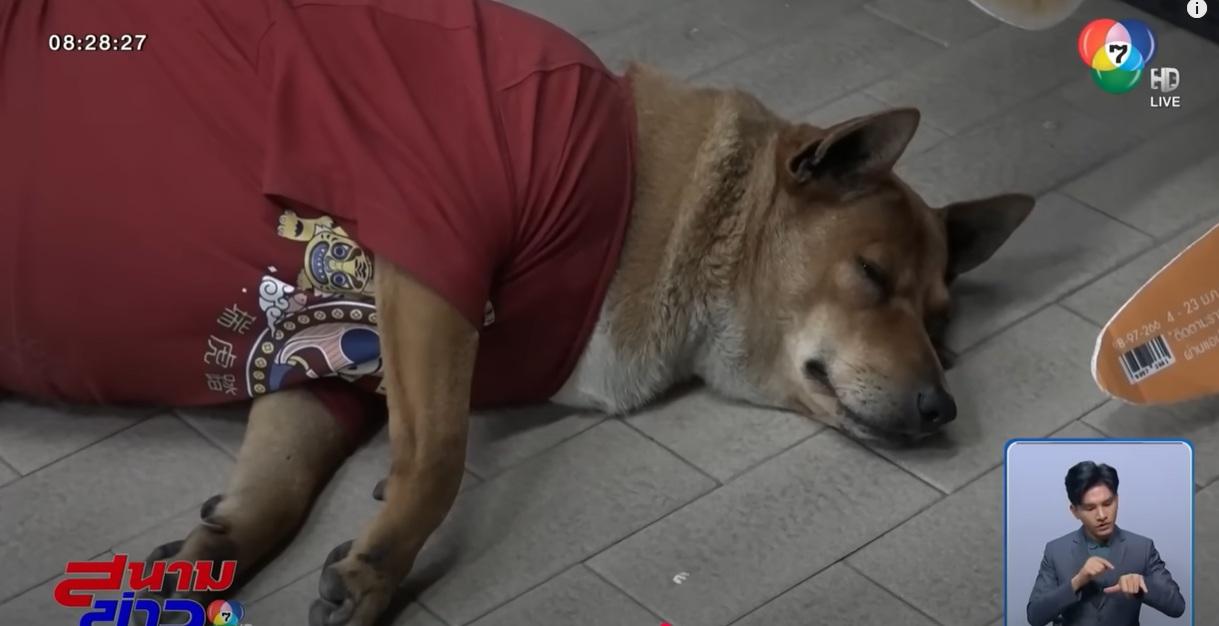 黃狗Moo Dang在便利店門外睡覺,等主人回來。(互聯網)