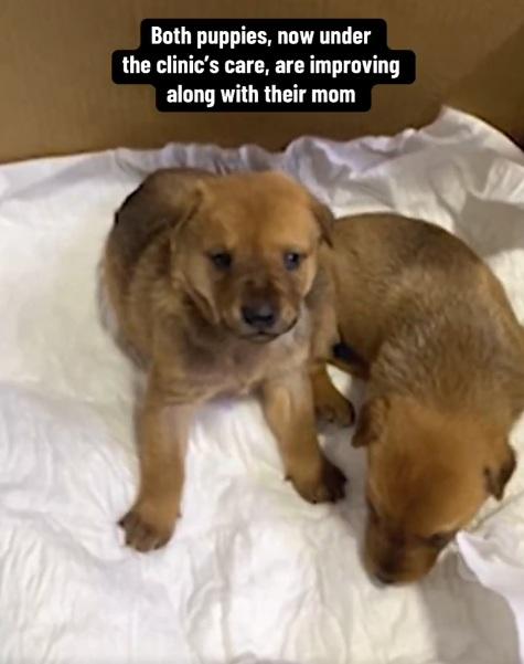 小狗十分可愛。(互聯網)