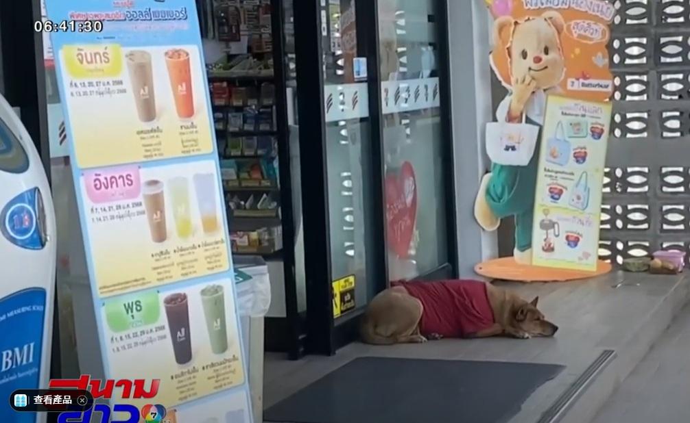 黃狗Moo Dang在便利店門外睡覺,等主人回來。(互聯網)