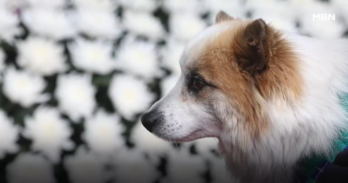 布丁赴靈堂,默默送主人最後一程。(互聯網)