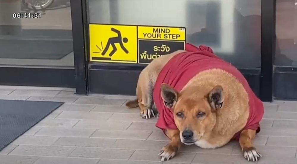 黃狗Moo Dang在便利店門外守候,等主人回來。(互聯網)