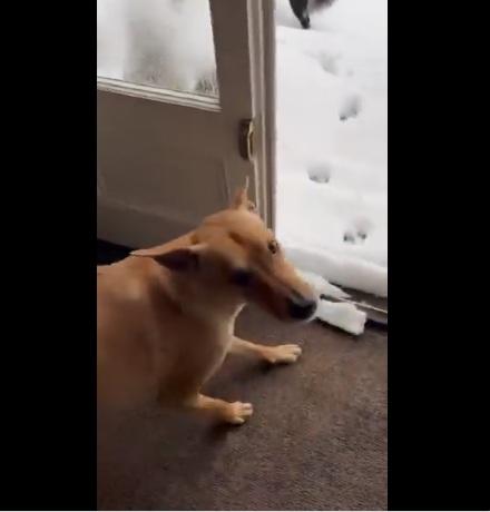 狗狗第一次見雪地,嚇得不敢出門口。(互聯網)
