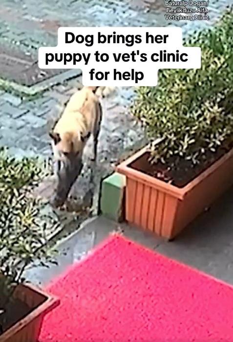 流浪狗媽媽叼著小狗進獸醫診所求助。(互聯網)