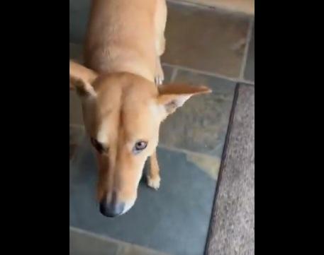 狗狗慌張地看著主人。(互聯網)