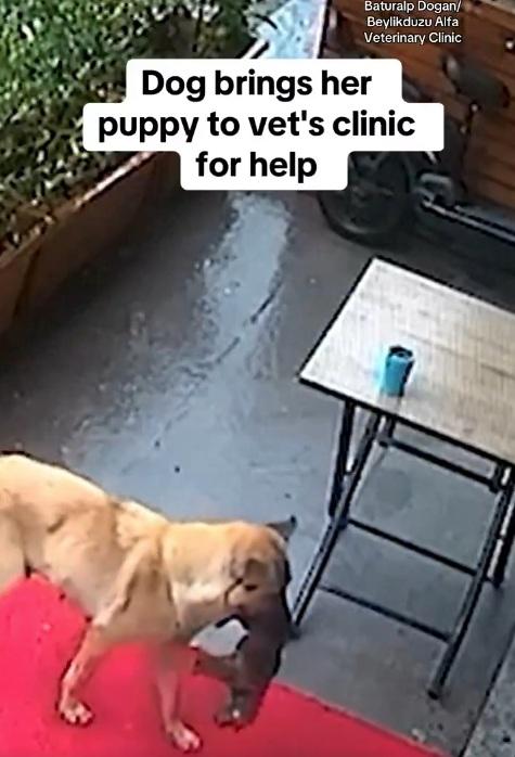 流浪狗媽媽叼著小狗進獸醫診所求助。(互聯網)