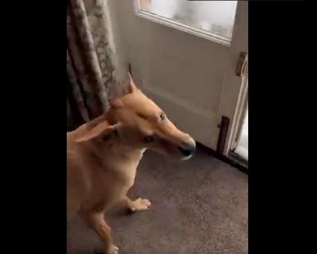 狗狗想出門,又緊張地退後。(互聯網)