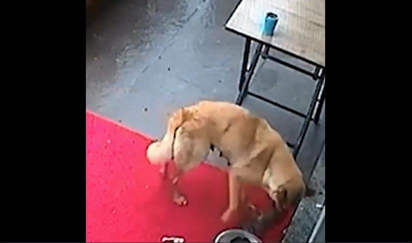 狗媽媽將小狗放在地上。(互聯網)