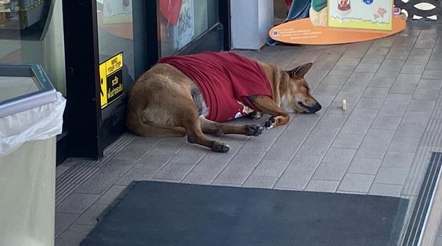 黃狗Moo Dang睡在便利店門外。(互聯網)