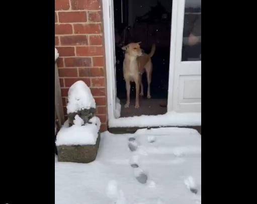 主人安撫狗狗。(互聯網)