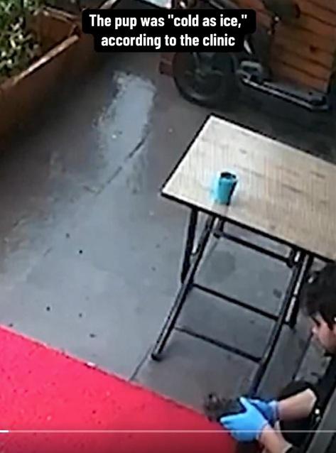 工作人員檢查小狗。(互聯網)