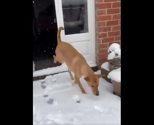 主人鼓勵下,狗狗終於肯出門。(互聯網)