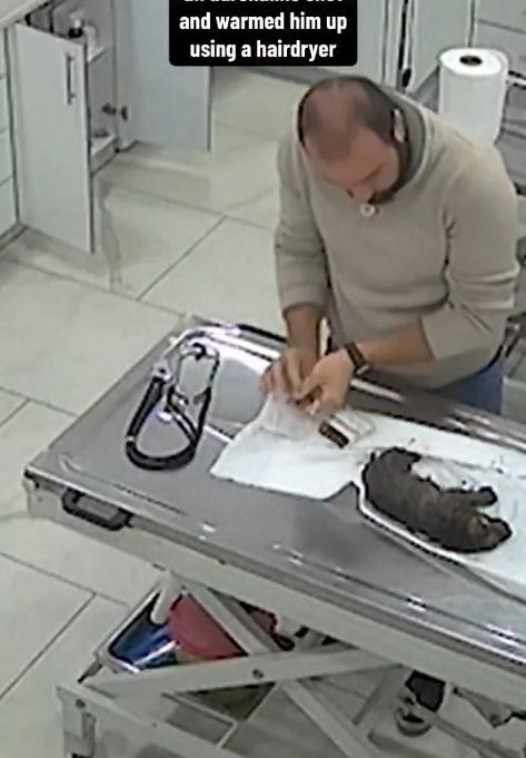 獸醫替小狗治療。(互聯網)