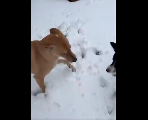 狗狗踏上雪地,初時顯得不知所措。(互聯網)