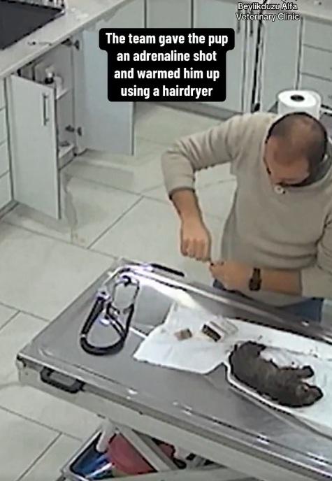 獸醫給小狗注射藥物。(互聯網)