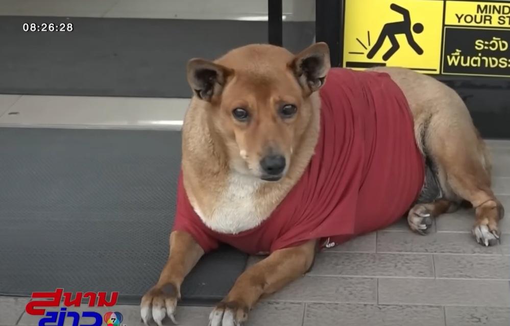 黃狗Moo Dang在便利店門外守候,等主人回來,有民眾給牠穿衣保暖。(互聯網)