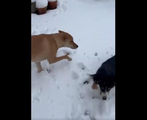 狗狗踏上雪地,初時顯得不知所措。(互聯網)