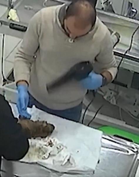 獸醫用風筒吹乾小狗的毛。(互聯網)