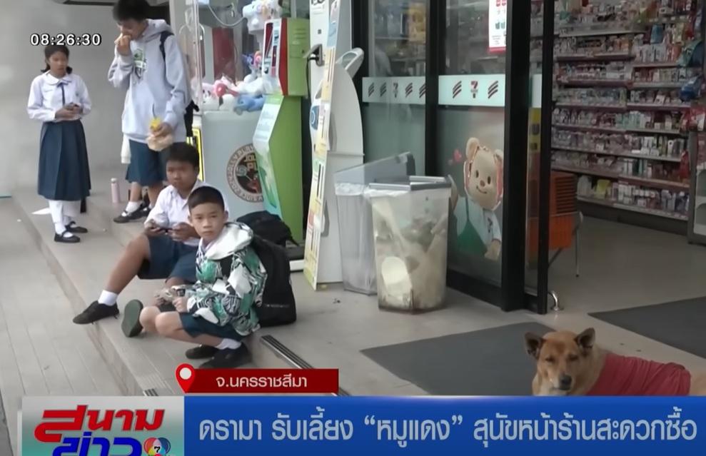 黃狗Moo Dang在便利店門外守候,等主人回來。(互聯網)