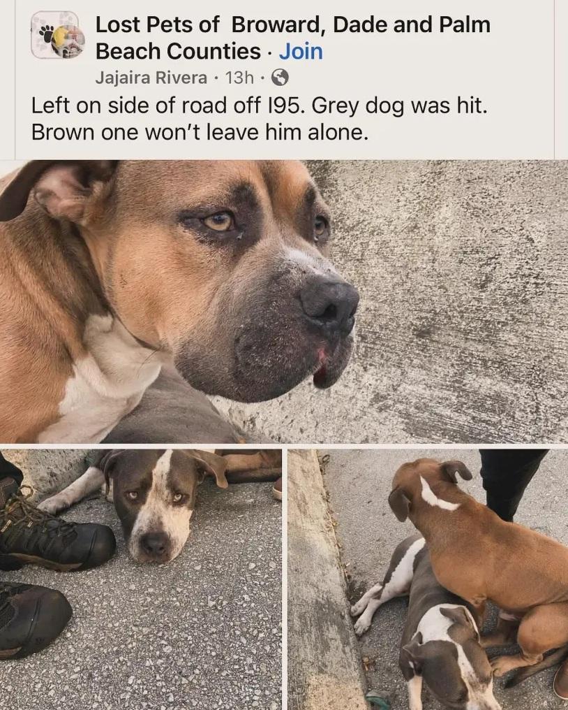 社交網報道這對患難狗兄弟的故事。(互聯網)