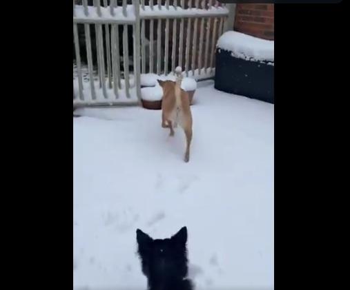 狗狗四處嗅聞。(互聯網)