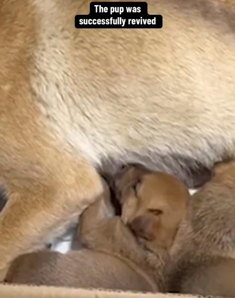 小狗吃媽媽的奶。(互聯網)