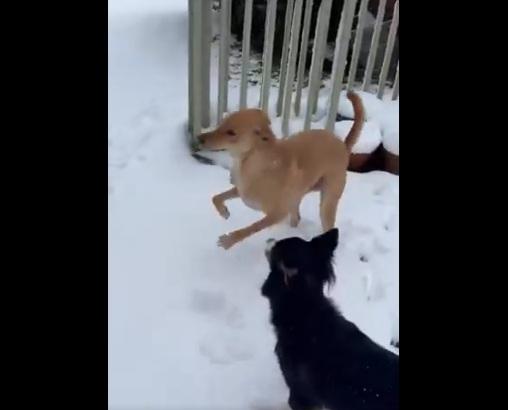 狗狗緊張得跳起來。(互聯網)