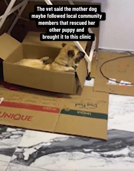 狗媽媽一家三口暫住診所。(互聯網)