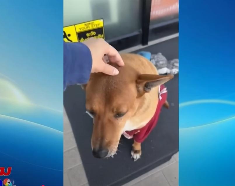 民眾逗Moo Dang玩。(互聯網)