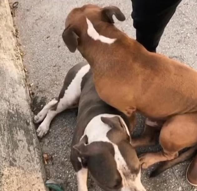 格羅弗以肉身保護被車撞傷的梭羅,不離不棄。(互聯網)