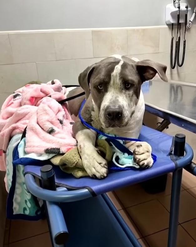 梭羅多處受傷,被送往獸醫診所救治。(互聯網)