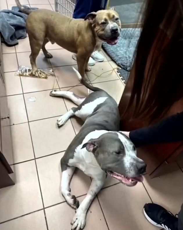 事發5日後,梭羅與格羅弗終能重聚。(互聯網)