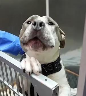 經多次手術及治療後,梭羅已逐漸康復。(互聯網)