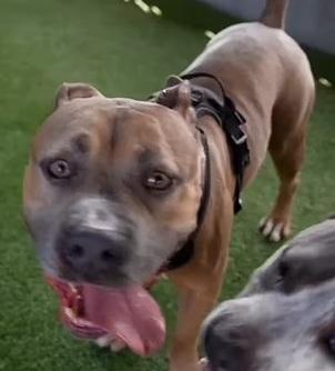 格羅弗與梭羅住在一起,是牠的精神支柱。(互聯網)