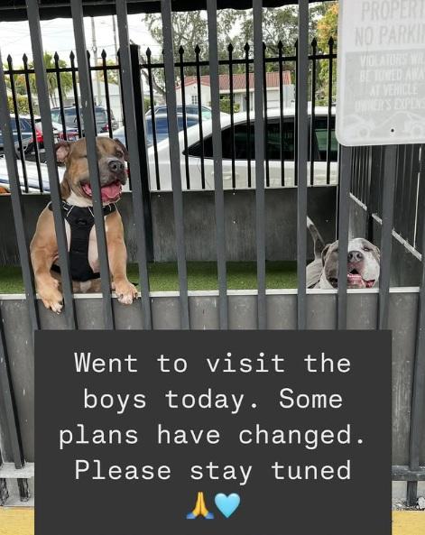 IPAW在IG更新指,狗兄弟被安排入住寄養設施的計劃可能有變。(互聯網)