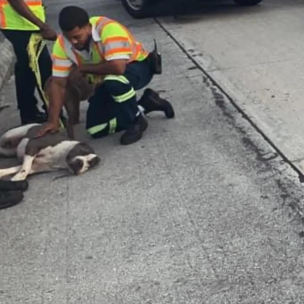 梭羅當日被車撞後躺在路邊。(互聯網)