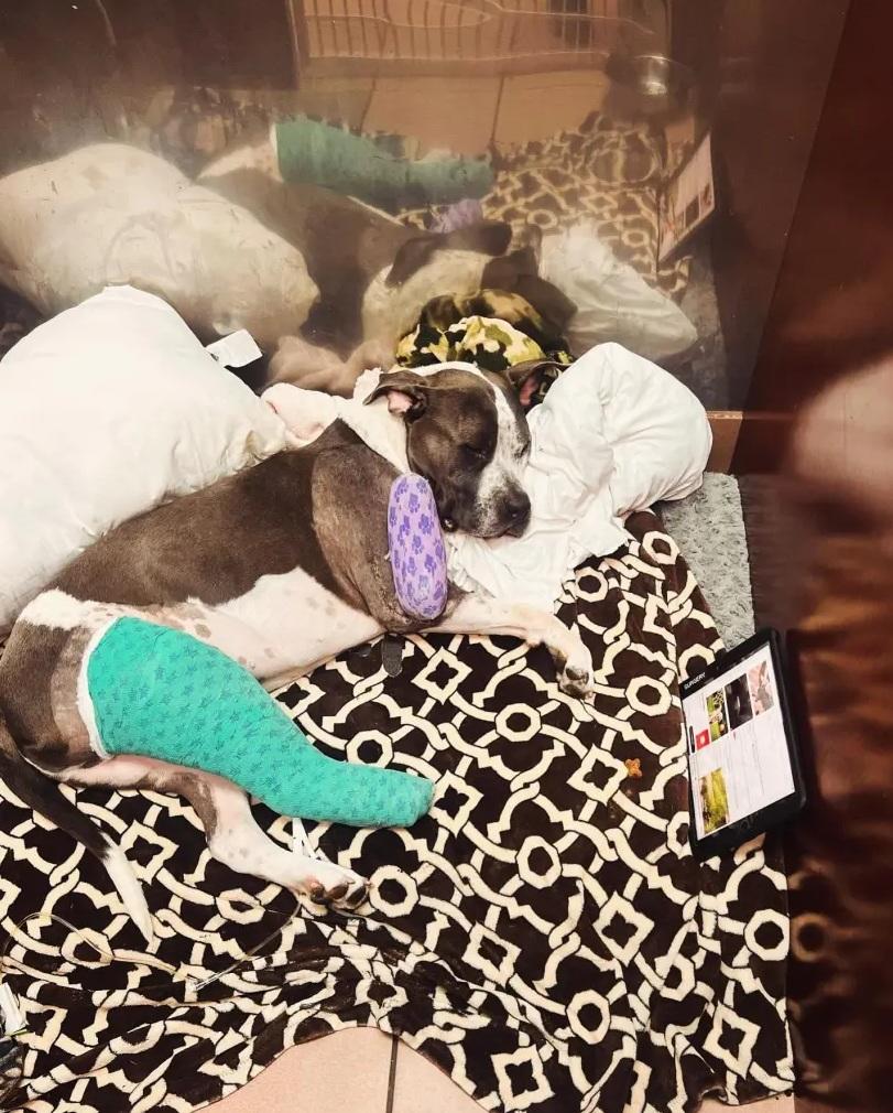 梭羅腿部骨折,不能走路。(互聯網)