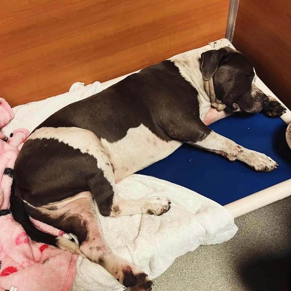 經多次手術及治療後,梭羅已逐漸康復。(互聯網)