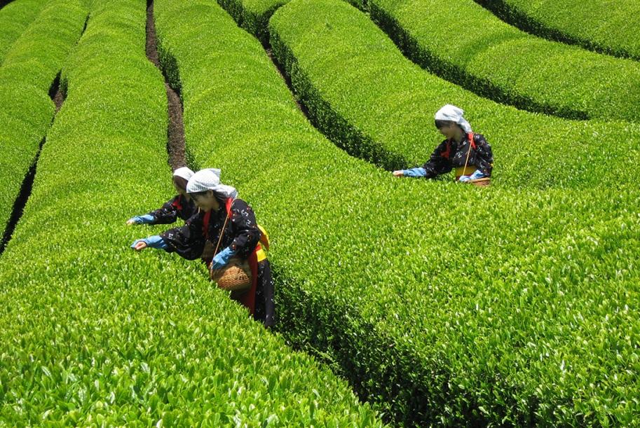 京都府最大茶葉產地和束町。(互聯網)