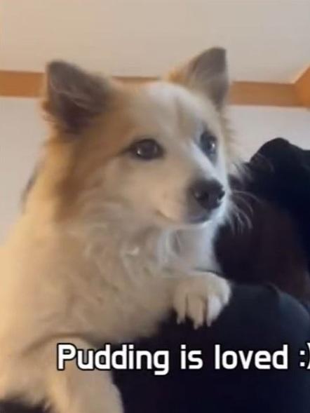 布丁將有新主人收養。(互聯網)