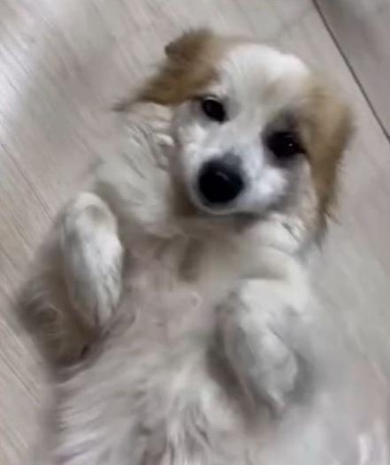 布丁十分可愛。(互聯網)